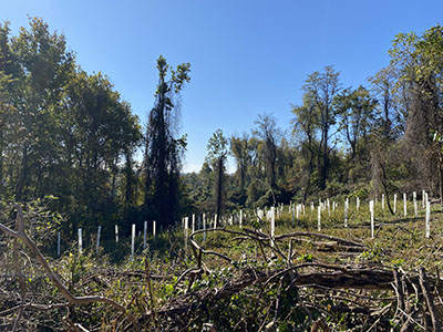 Photo of greenway in Hazelwood