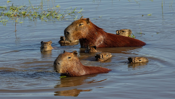 Capybaras near the project site.