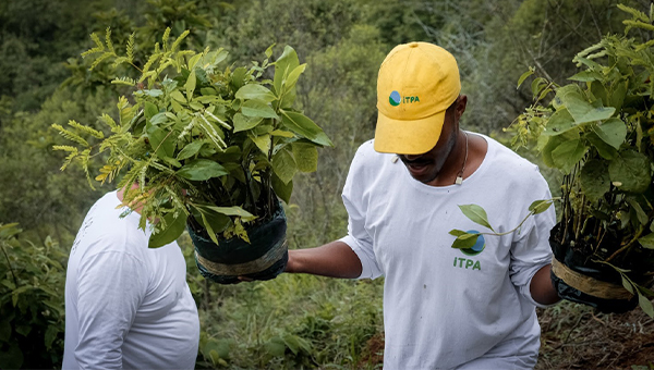 A man carries two plants.